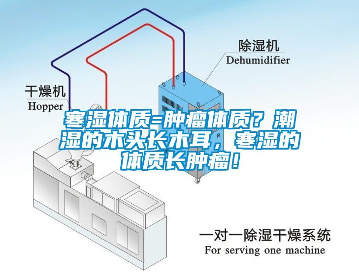 寒濕體質=腫瘤體質？潮濕的木頭長木耳，寒濕的體質長腫瘤！