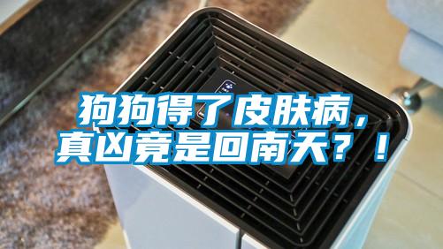 狗狗得了皮膚病，真兇竟是回南天？！